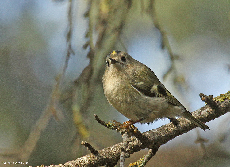 Goldcrest, Regulus regulus , Biria forest, 20-11-12 Lior Kislev